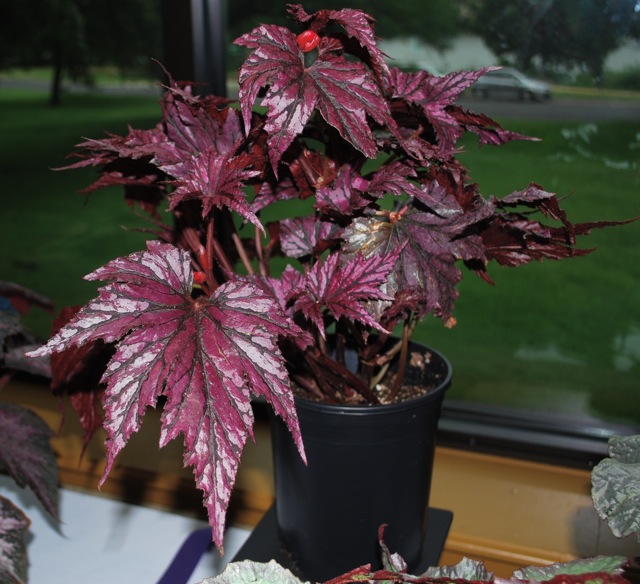 B. ‘Garden Angel Plum’